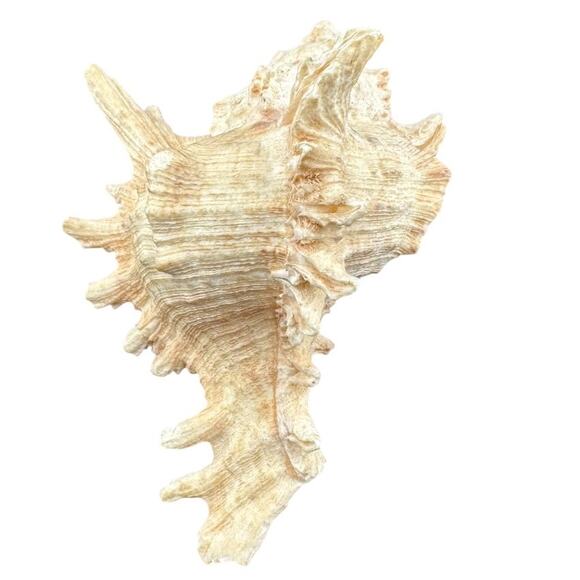 Natural Sea Shell Horned Conch White 4.5 Inch Vintage Harvested 1980s - Picture 2 of 4